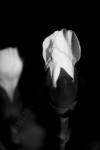 Carnation Bud black and white