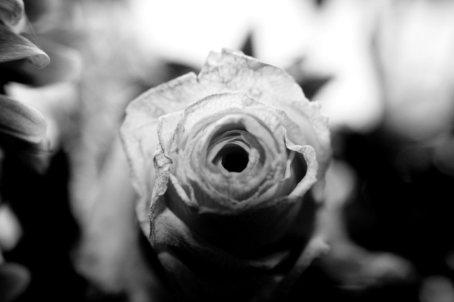 Dying Rose - black and white