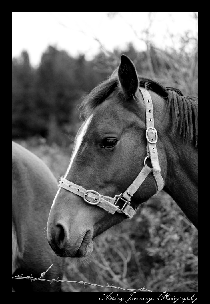Pony black and white