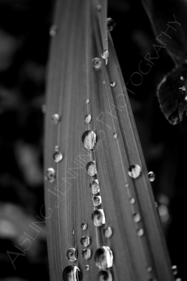 raindrops on grass - black and white