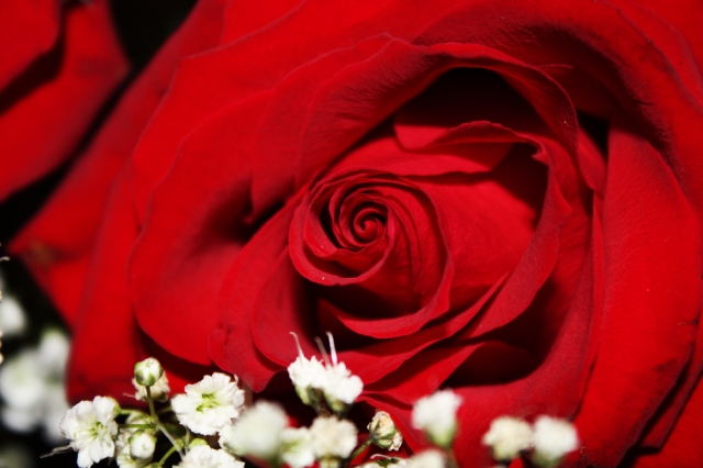 Red Roses 4