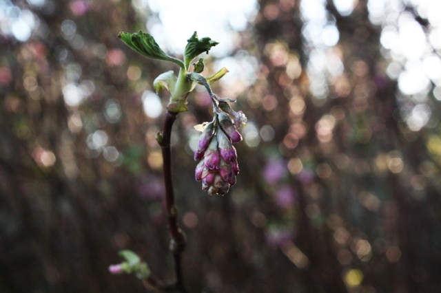 Pink Flower Buds in Mulranny 4